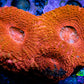 Ultra BowerBanki Coral -  WYSIWYG 6cm Ultra BowerBanki Coral -  WYSIWYG 6cm LPS Coral Ultra BowerBanki Coral -  WYSIWYG 6cm Zeo Box Reef