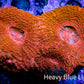 Ultra BowerBanki Coral -  WYSIWYG 6cm Ultra BowerBanki Coral -  WYSIWYG 6cm LPS Coral Ultra BowerBanki Coral -  WYSIWYG 6cm Zeo Box Reef