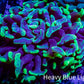 Ultra Branching Blotch  Hammer Coral WYSIWYG 8cm A1R5B1 (Copy) Ultra Branching Blotch  Hammer Coral WYSIWYG 8cm A1R5B1 (Copy) Aquarium Decor Ultra Branching Blotch  Hammer Coral WYSIWYG 8cm A1R5B1 (Copy) Zeo Box Reef