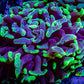 Ultra Branching Blotch  Hammer Coral WYSIWYG 8cm A1R5B1 (Copy) Ultra Branching Blotch  Hammer Coral WYSIWYG 8cm A1R5B1 (Copy) Aquarium Decor Ultra Branching Blotch  Hammer Coral WYSIWYG 8cm A1R5B1 (Copy) Zeo Box Reef
