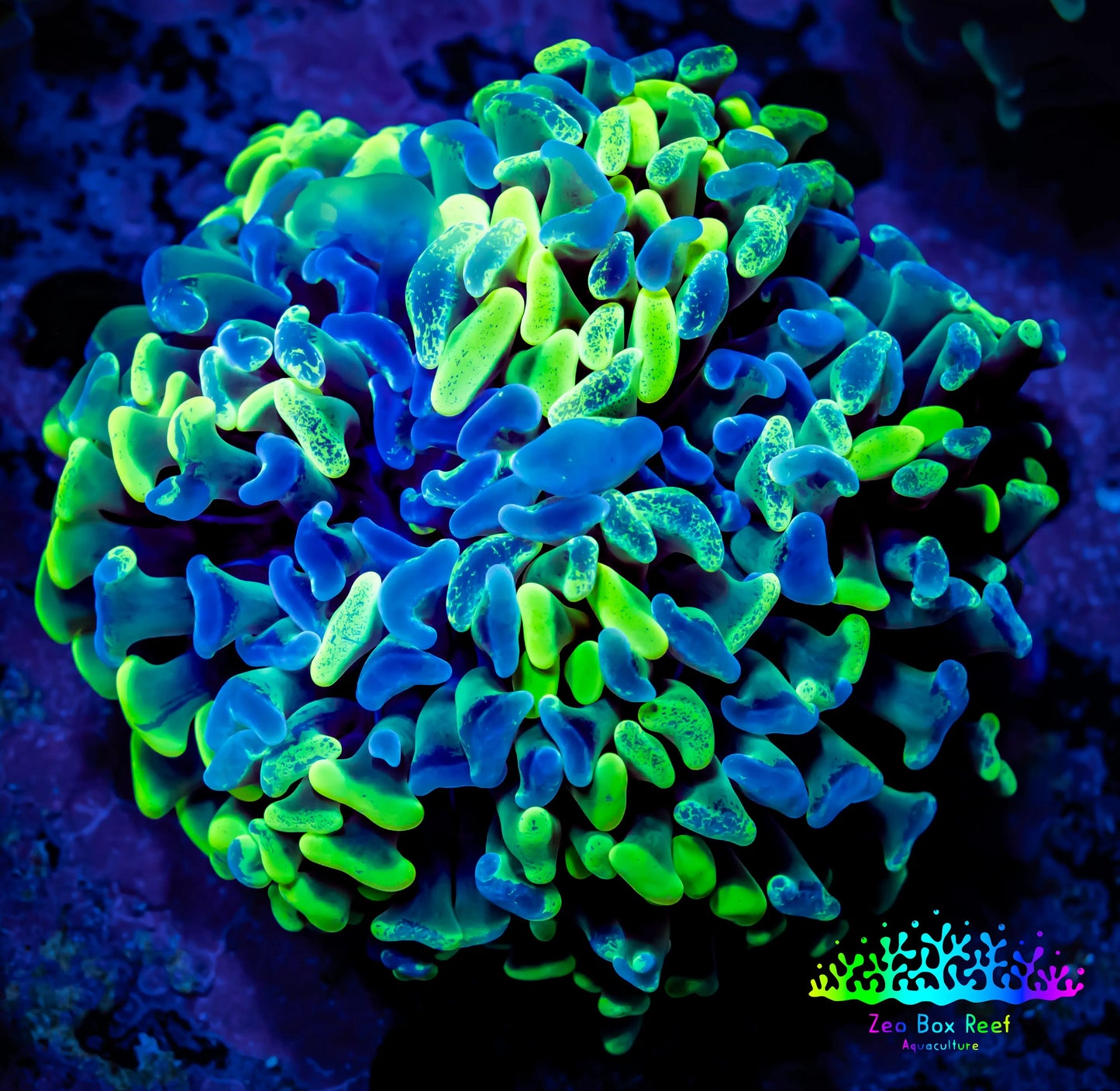 Ultra Branching Hammer Coral WYSIWYG 5cm C3R6B1 Ultra Branching Hammer Coral WYSIWYG 5cm C3R6B1 Aquarium Decor Ultra Branching Hammer Coral WYSIWYG 5cm C3R6B1 Zeo Box Reef