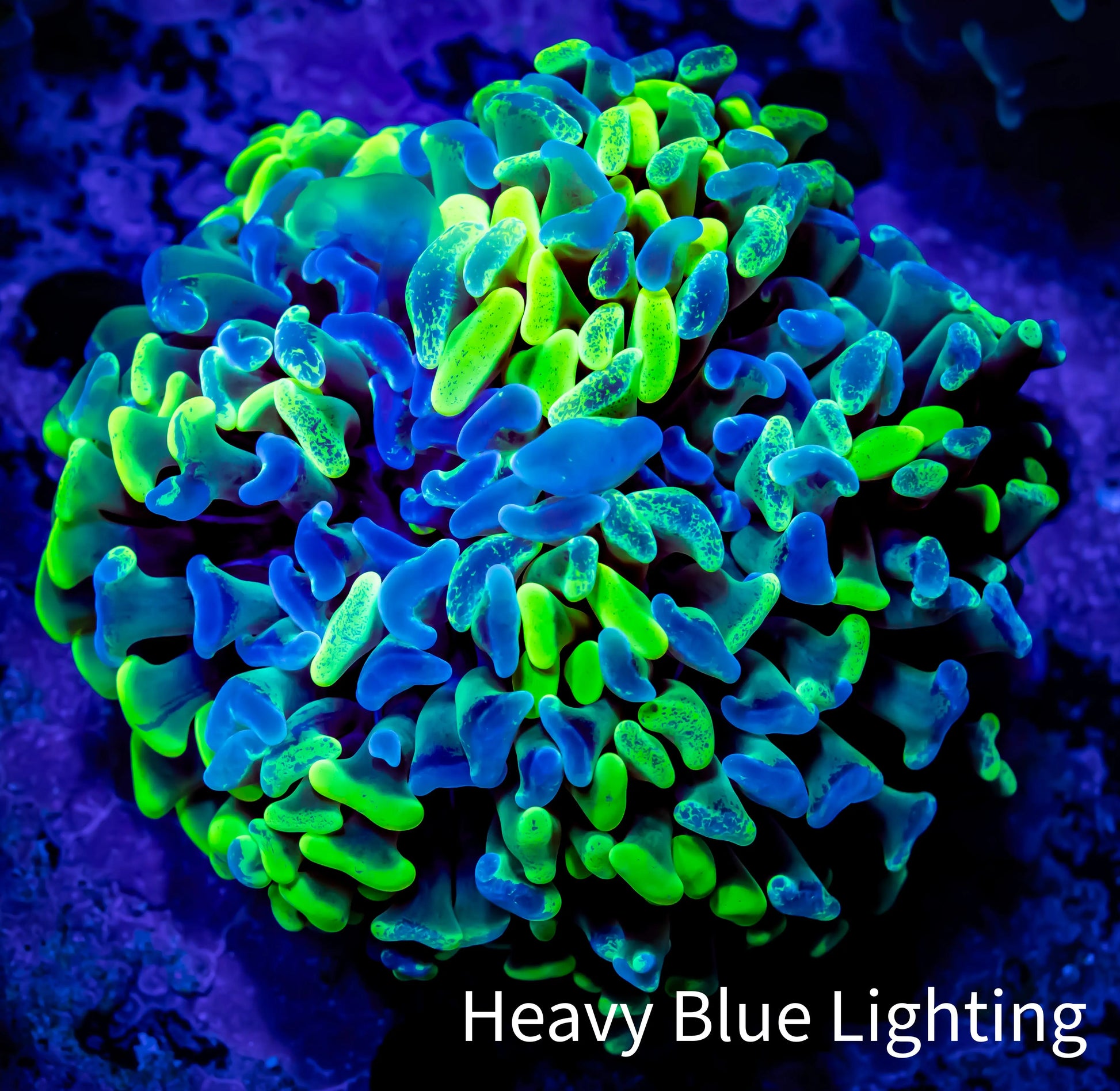 Ultra Branching Hammer Coral WYSIWYG 5cm C3R6B1 Ultra Branching Hammer Coral WYSIWYG 5cm C3R6B1 Aquarium Decor Ultra Branching Hammer Coral WYSIWYG 5cm C3R6B1 Zeo Box Reef