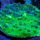 Ultra Chalice Coral 3cm WYSIWYG Ultra Chalice Coral 3cm WYSIWYG LPS Ultra Chalice Coral 3cm WYSIWYG Zeo Box Reef