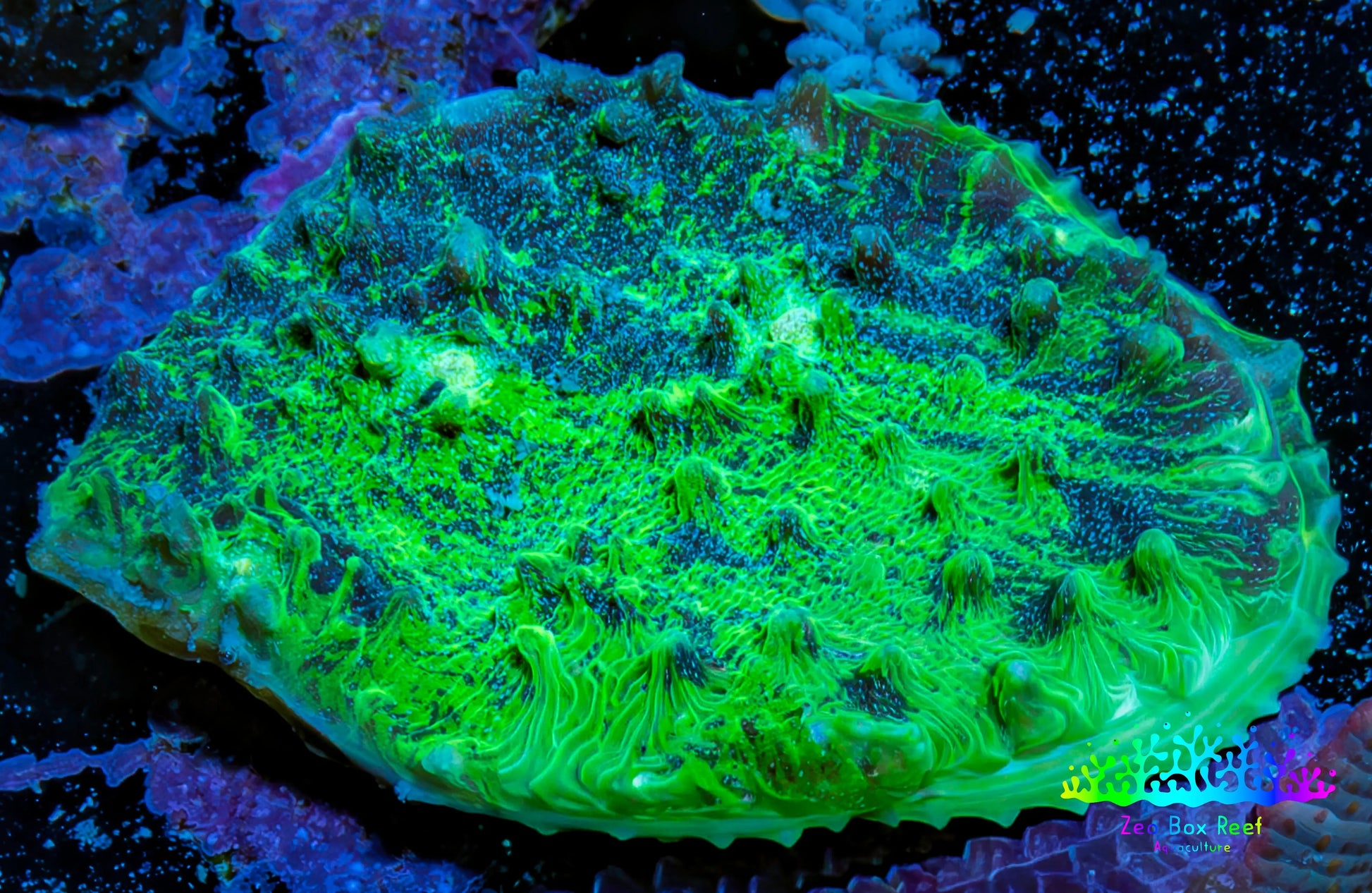 Ultra Chalice Coral 3cm WYSIWYG Ultra Chalice Coral 3cm WYSIWYG LPS Ultra Chalice Coral 3cm WYSIWYG Zeo Box Reef