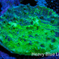 Ultra Chalice Coral 3cm WYSIWYG Ultra Chalice Coral 3cm WYSIWYG LPS Ultra Chalice Coral 3cm WYSIWYG Zeo Box Reef