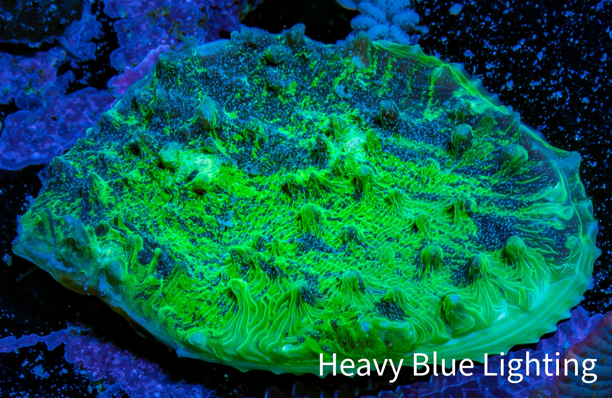 Ultra Chalice Coral 3cm WYSIWYG Ultra Chalice Coral 3cm WYSIWYG LPS Ultra Chalice Coral 3cm WYSIWYG Zeo Box Reef