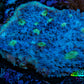 Ultra Chalice Coral 4cm WYSIWYG Ultra Chalice Coral 4cm WYSIWYG LPS Ultra Chalice Coral 4cm WYSIWYG Zeo Box Reef