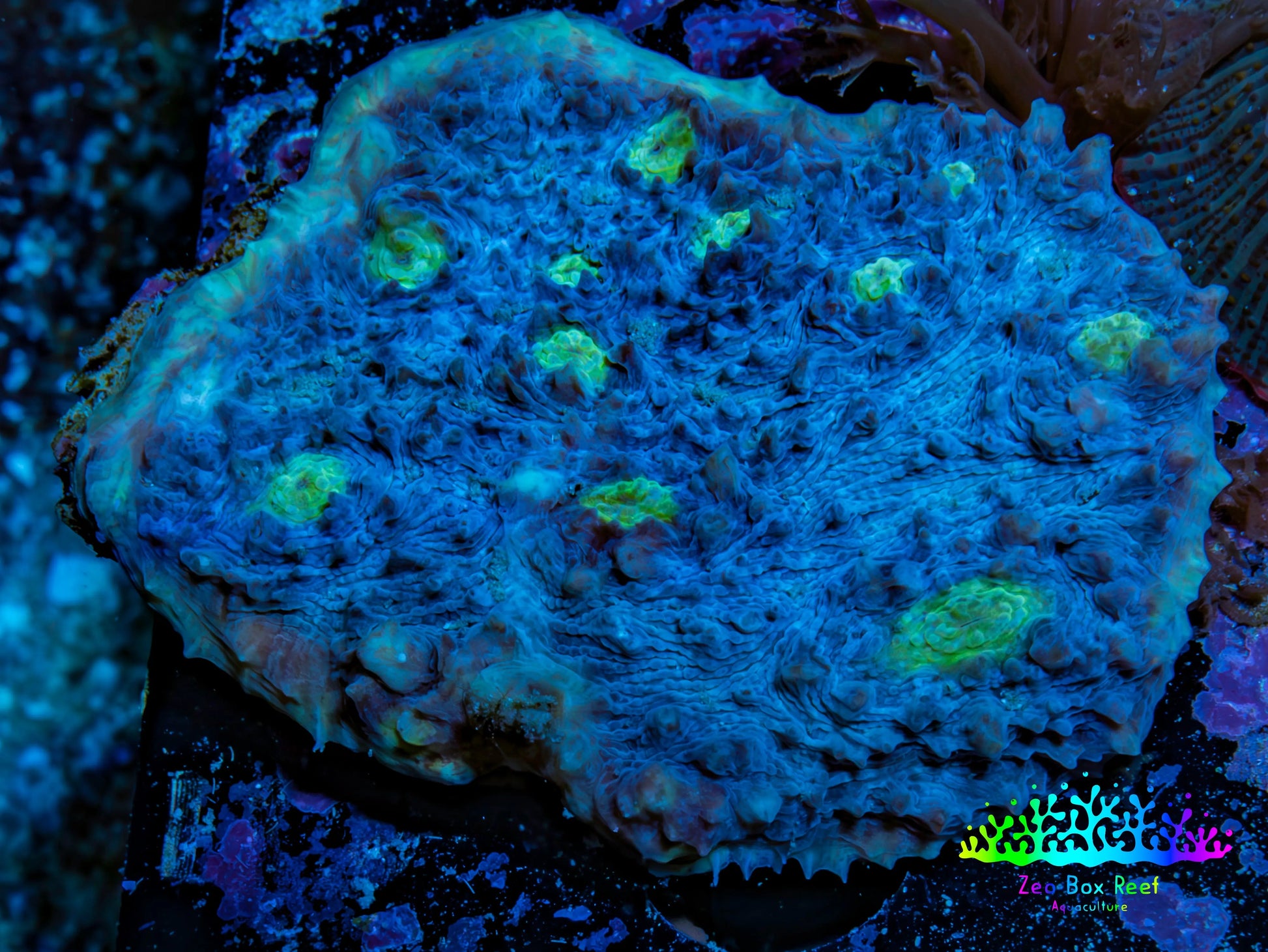 Ultra Chalice Coral 4cm WYSIWYG Ultra Chalice Coral 4cm WYSIWYG LPS Ultra Chalice Coral 4cm WYSIWYG Zeo Box Reef