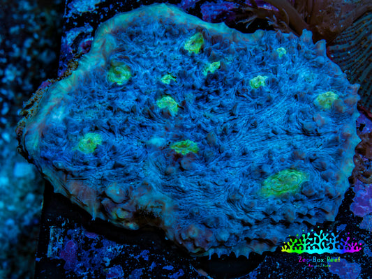 Ultra Chalice Coral 4cm WYSIWYG Ultra Chalice Coral 4cm WYSIWYG LPS Ultra Chalice Coral 4cm WYSIWYG Zeo Box Reef