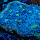 Ultra Chalice Coral 4cm WYSIWYG Ultra Chalice Coral 4cm WYSIWYG LPS Ultra Chalice Coral 4cm WYSIWYG Zeo Box Reef