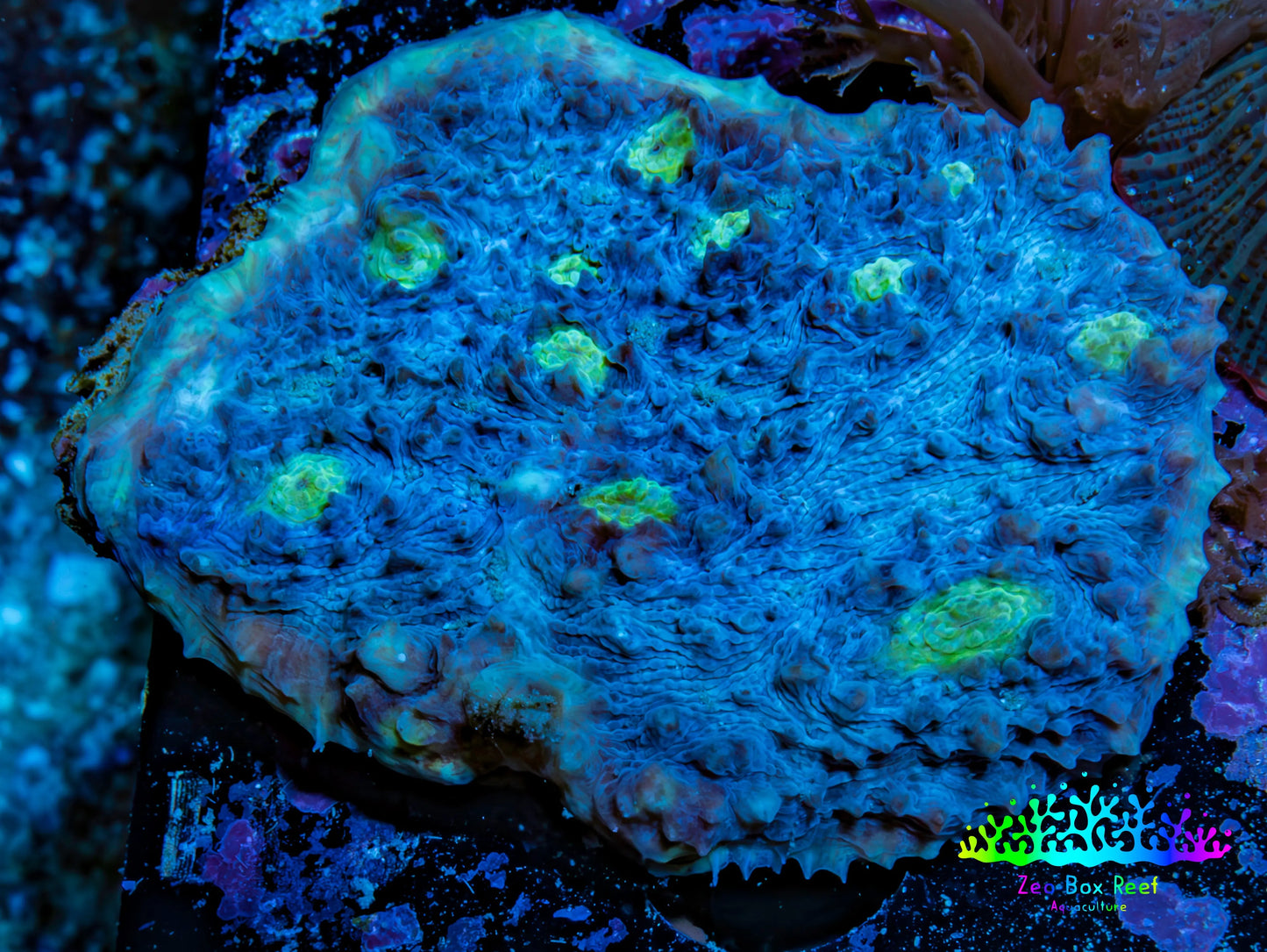 Ultra Chalice Coral 4cm WYSIWYG Ultra Chalice Coral 4cm WYSIWYG LPS Ultra Chalice Coral 4cm WYSIWYG Zeo Box Reef