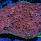 Ultra Chalice Coral 4cm WYSIWYG Ultra Chalice Coral 4cm WYSIWYG LPS Ultra Chalice Coral 4cm WYSIWYG Zeo Box Reef