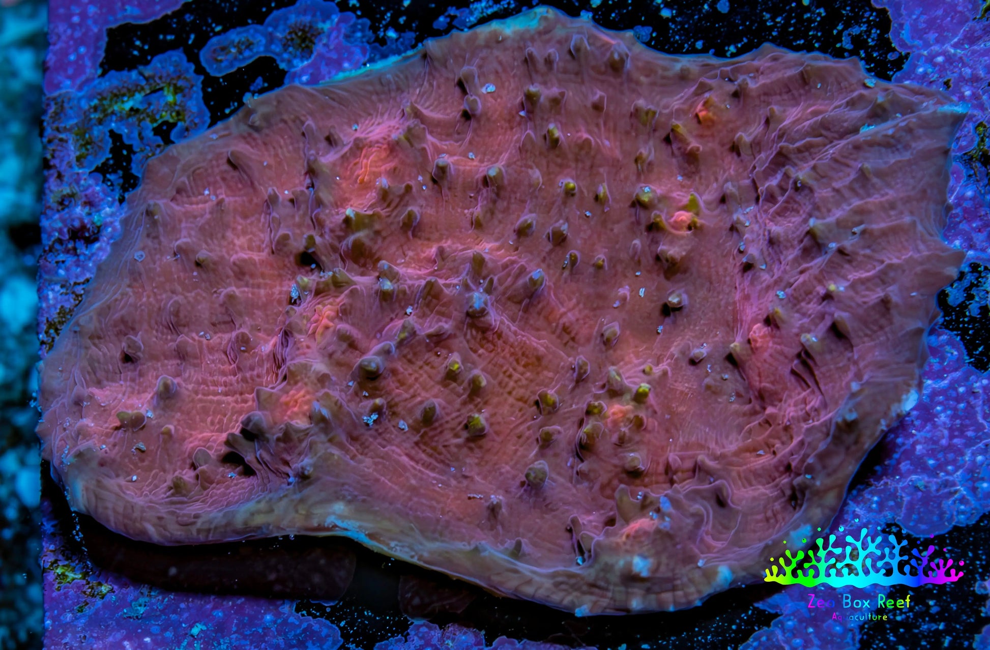 Ultra Chalice Coral 4cm WYSIWYG Ultra Chalice Coral 4cm WYSIWYG LPS Ultra Chalice Coral 4cm WYSIWYG Zeo Box Reef