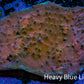 Ultra Chalice Coral 4cm WYSIWYG Ultra Chalice Coral 4cm WYSIWYG LPS Ultra Chalice Coral 4cm WYSIWYG Zeo Box Reef