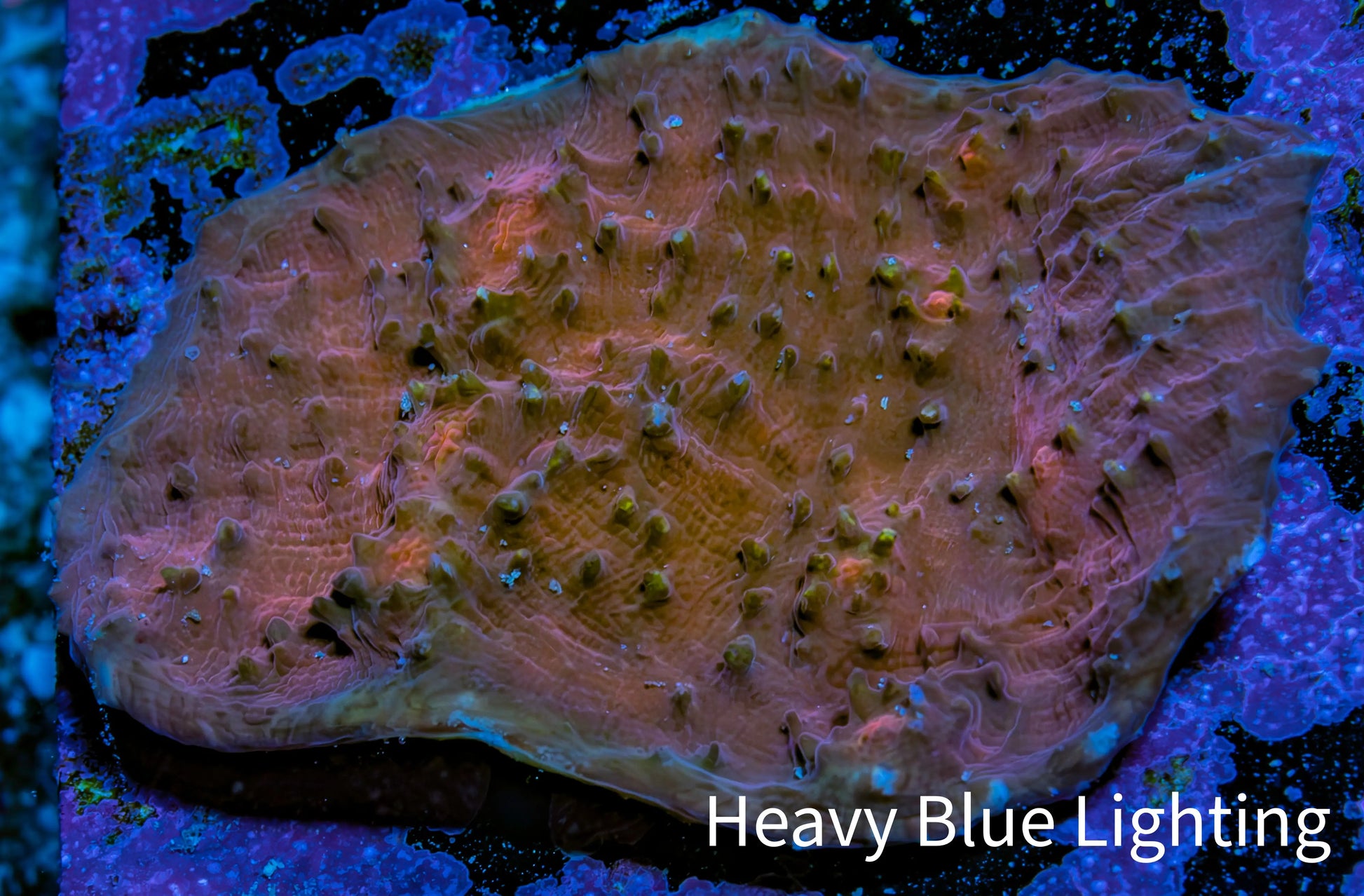 Ultra Chalice Coral 4cm WYSIWYG Ultra Chalice Coral 4cm WYSIWYG LPS Ultra Chalice Coral 4cm WYSIWYG Zeo Box Reef