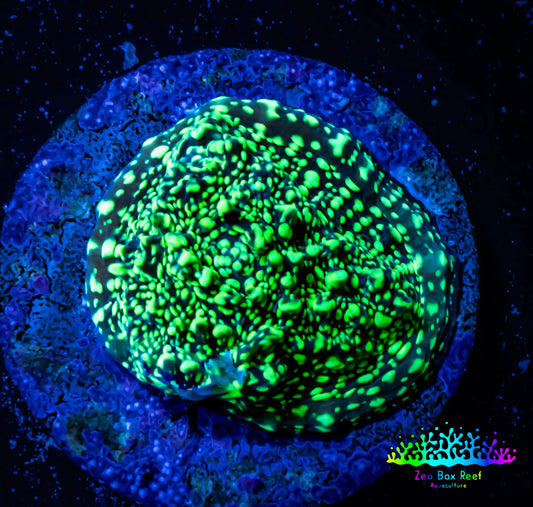Ultra Chalice Coral- Acid Rain Chalice Frag WYSIWYG Ultra Chalice Coral- Acid Rain Chalice Frag WYSIWYG LPS Ultra Chalice Coral- Acid Rain Chalice Frag WYSIWYG Zeo Box Reef