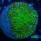 Ultra Chalice Coral- Acid Rain Chalice Frag WYSIWYG Ultra Chalice Coral- Acid Rain Chalice Frag WYSIWYG LPS Ultra Chalice Coral- Acid Rain Chalice Frag WYSIWYG Zeo Box Reef
