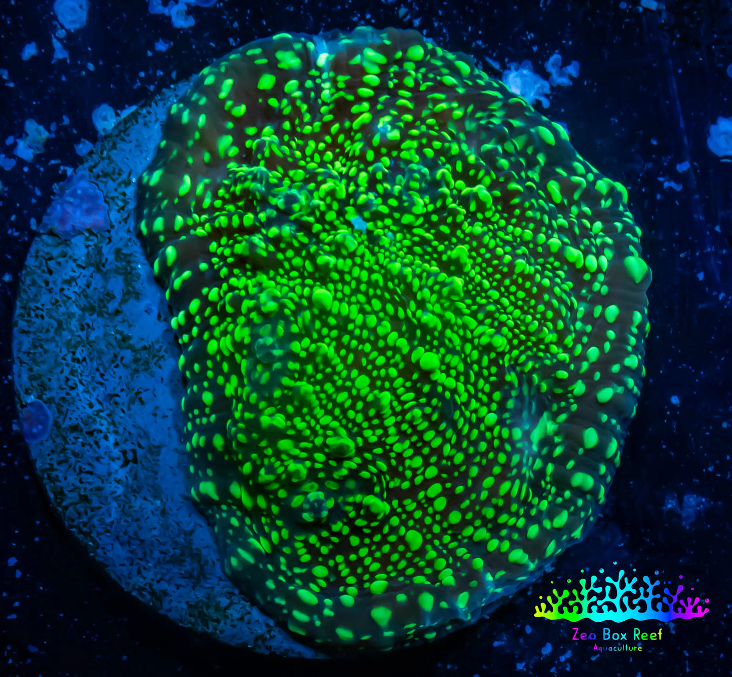 Ultra Chalice Coral- Acid Rain Chalice Frag WYSIWYG Ultra Chalice Coral- Acid Rain Chalice Frag WYSIWYG LPS Ultra Chalice Coral- Acid Rain Chalice Frag WYSIWYG Zeo Box Reef