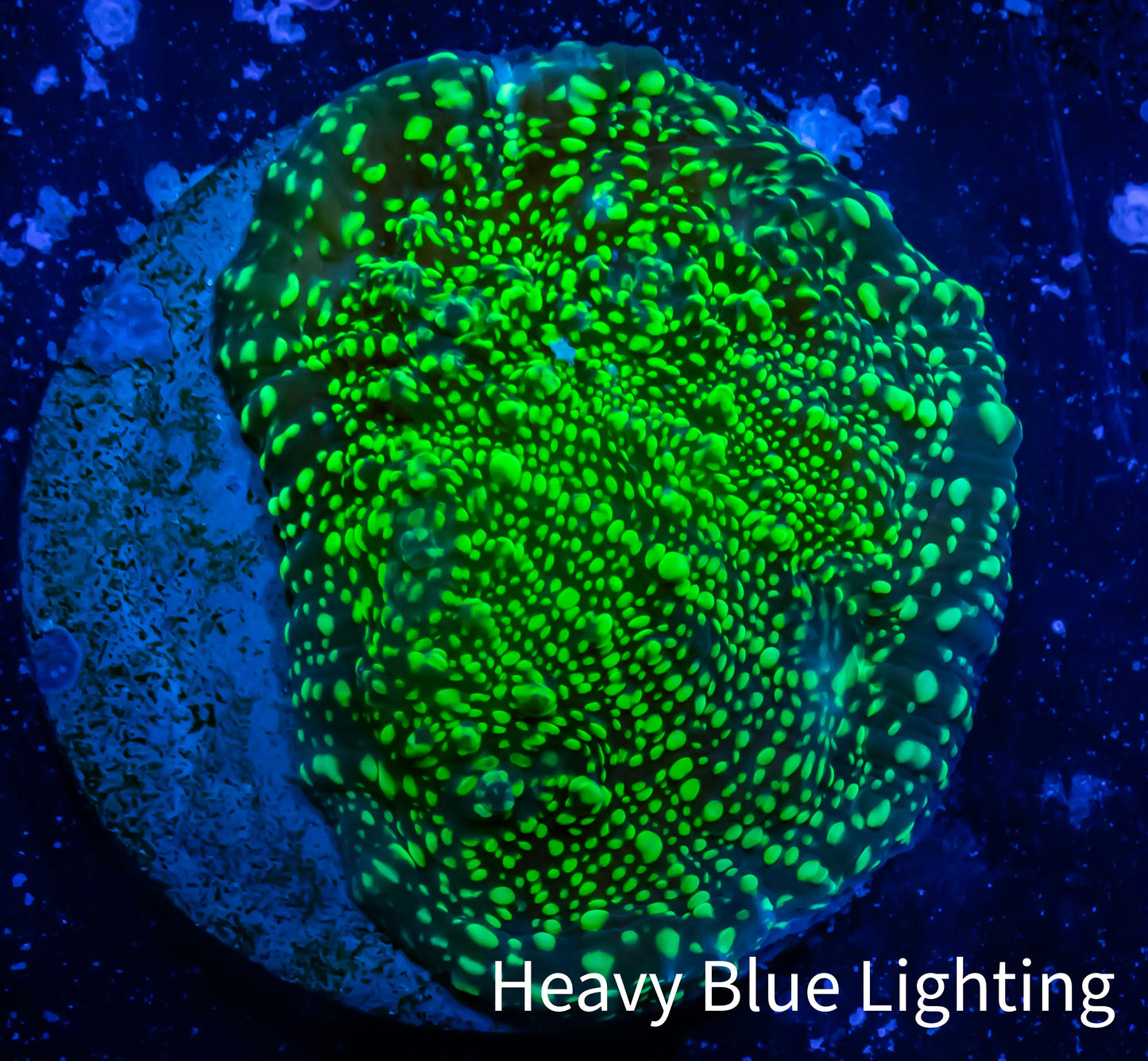 Ultra Chalice Coral- Acid Rain Chalice Frag WYSIWYG Ultra Chalice Coral- Acid Rain Chalice Frag WYSIWYG LPS Ultra Chalice Coral- Acid Rain Chalice Frag WYSIWYG Zeo Box Reef