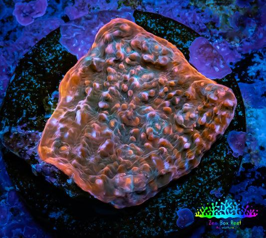 Ultra Chalice Coral- Chalice Frag WYSIWYG A1R5B1 Ultra Chalice Coral- Chalice Frag WYSIWYG A1R5B1 LPS Ultra Chalice Coral- Chalice Frag WYSIWYG A1R5B1 Zeo Box Reef