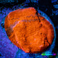 Ultra Chalice Coral- Chalice Frag WYSIWYG C1R5B1 Ultra Chalice Coral- Chalice Frag WYSIWYG C1R5B1 LPS Ultra Chalice Coral- Chalice Frag WYSIWYG C1R5B1 Zeo Box Reef