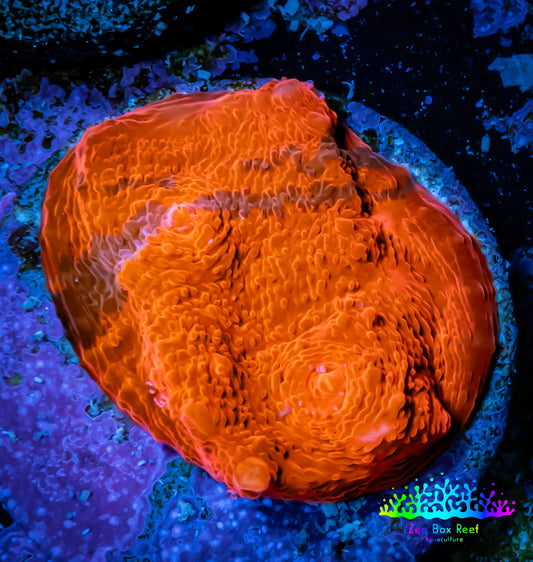 Ultra Chalice Coral- Chalice Frag WYSIWYG C1R5B1 Ultra Chalice Coral- Chalice Frag WYSIWYG C1R5B1 LPS Ultra Chalice Coral- Chalice Frag WYSIWYG C1R5B1 Zeo Box Reef