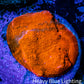 Ultra Chalice Coral- Chalice Frag WYSIWYG C1R5B1 Ultra Chalice Coral- Chalice Frag WYSIWYG C1R5B1 LPS Ultra Chalice Coral- Chalice Frag WYSIWYG C1R5B1 Zeo Box Reef