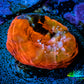 Ultra Chalice Coral- Chalice Frag WYSIWYG C2R5B1 Ultra Chalice Coral- Chalice Frag WYSIWYG C2R5B1 LPS Ultra Chalice Coral- Chalice Frag WYSIWYG C2R5B1 Zeo Box Reef