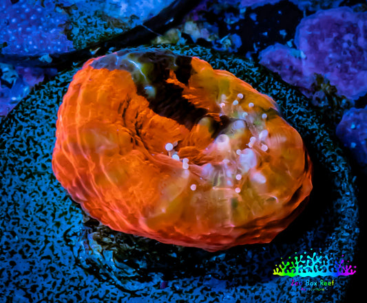 Ultra Chalice Coral- Chalice Frag WYSIWYG C2R5B1 Ultra Chalice Coral- Chalice Frag WYSIWYG C2R5B1 LPS Ultra Chalice Coral- Chalice Frag WYSIWYG C2R5B1 Zeo Box Reef