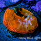 Ultra Chalice Coral- Chalice Frag WYSIWYG C2R5B1 Ultra Chalice Coral- Chalice Frag WYSIWYG C2R5B1 LPS Ultra Chalice Coral- Chalice Frag WYSIWYG C2R5B1 Zeo Box Reef