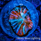 Ultra Chalice Coral- Chalice Frag WYSIWYG D1R4B1 Ultra Chalice Coral- Chalice Frag WYSIWYG D1R4B1 LPS Ultra Chalice Coral- Chalice Frag WYSIWYG D1R4B1 Zeo Box Reef