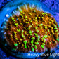 Ultra Chalice Coral- Flamethrower 🔥  WYSIWYG Frag Ultra Chalice Coral- Flamethrower 🔥  WYSIWYG Frag LPS Ultra Chalice Coral- Flamethrower 🔥  WYSIWYG Frag Zeo Box Reef