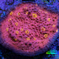 Ultra Chalice Coral Frag WYSIWYG 4cm Ultra Chalice Coral Frag WYSIWYG 4cm LPS Ultra Chalice Coral Frag WYSIWYG 4cm Zeo Box Reef