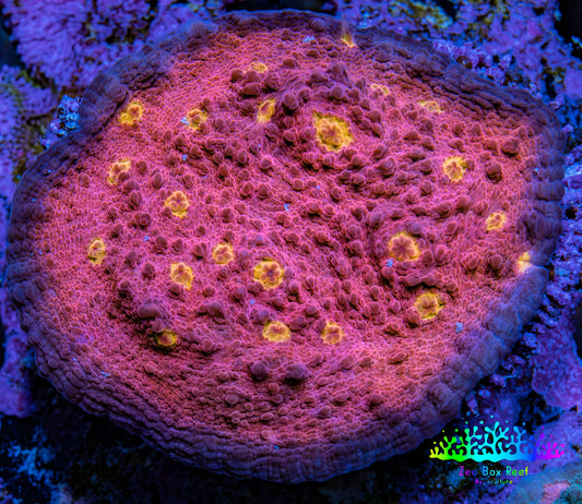 Ultra Chalice Coral Frag WYSIWYG 4cm Ultra Chalice Coral Frag WYSIWYG 4cm LPS Ultra Chalice Coral Frag WYSIWYG 4cm Zeo Box Reef