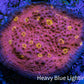Ultra Chalice Coral Frag WYSIWYG 4cm Ultra Chalice Coral Frag WYSIWYG 4cm LPS Ultra Chalice Coral Frag WYSIWYG 4cm Zeo Box Reef