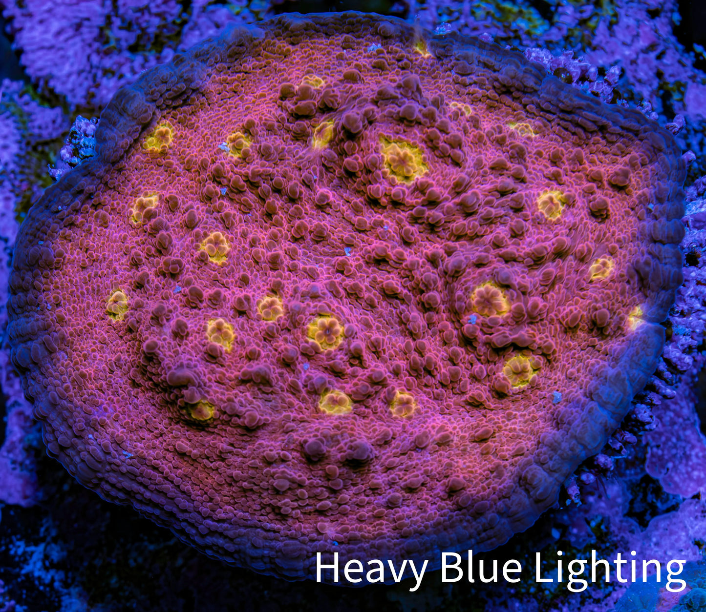 Ultra Chalice Coral Frag WYSIWYG 4cm Ultra Chalice Coral Frag WYSIWYG 4cm LPS Ultra Chalice Coral Frag WYSIWYG 4cm Zeo Box Reef