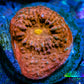Ultra Chalice Coral- Frag WYSIWYG B1R4B1 Ultra Chalice Coral- Frag WYSIWYG B1R4B1 LPS Ultra Chalice Coral- Frag WYSIWYG B1R4B1 Zeo Box Reef