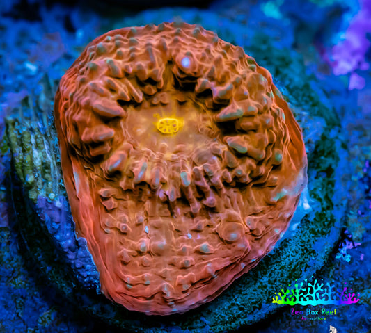 Ultra Chalice Coral- Frag WYSIWYG B1R4B1 Ultra Chalice Coral- Frag WYSIWYG B1R4B1 LPS Ultra Chalice Coral- Frag WYSIWYG B1R4B1 Zeo Box Reef