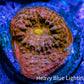 Ultra Chalice Coral- Frag WYSIWYG B1R4B1 Ultra Chalice Coral- Frag WYSIWYG B1R4B1 LPS Ultra Chalice Coral- Frag WYSIWYG B1R4B1 Zeo Box Reef