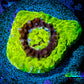 Ultra Chalice Coral- Frag WYSIWYG C5R5B1 Ultra Chalice Coral- Frag WYSIWYG C5R5B1 LPS Ultra Chalice Coral- Frag WYSIWYG C5R5B1 Zeo Box Reef