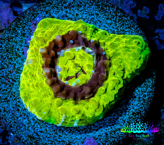 Ultra Chalice Coral- Frag WYSIWYG C5R5B1 Ultra Chalice Coral- Frag WYSIWYG C5R5B1 LPS Ultra Chalice Coral- Frag WYSIWYG C5R5B1 Zeo Box Reef