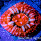 Ultra Chalice Coral- Frag WYSIWYG C6R5B1 Ultra Chalice Coral- Frag WYSIWYG C6R5B1 LPS Ultra Chalice Coral- Frag WYSIWYG C6R5B1 Zeo Box Reef