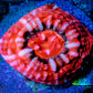 Ultra Chalice Coral- Frag WYSIWYG C6R5B1 Ultra Chalice Coral- Frag WYSIWYG C6R5B1 LPS Ultra Chalice Coral- Frag WYSIWYG C6R5B1 Zeo Box Reef