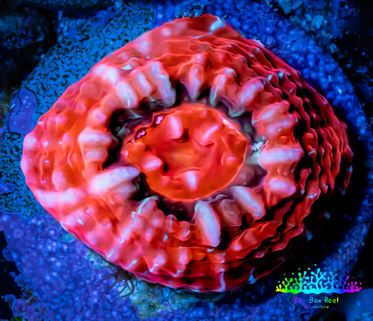 Ultra Chalice Coral- Frag WYSIWYG C6R5B1 Ultra Chalice Coral- Frag WYSIWYG C6R5B1 LPS Ultra Chalice Coral- Frag WYSIWYG C6R5B1 Zeo Box Reef