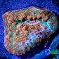 Ultra Chalice Coral- Frag WYSIWYG C8R5B1 Ultra Chalice Coral- Frag WYSIWYG C8R5B1 LPS Ultra Chalice Coral- Frag WYSIWYG C8R5B1 Zeo Box Reef