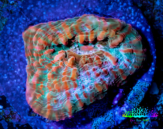 Ultra Chalice Coral- Frag WYSIWYG C8R5B1 Ultra Chalice Coral- Frag WYSIWYG C8R5B1 LPS Ultra Chalice Coral- Frag WYSIWYG C8R5B1 Zeo Box Reef