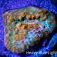 Ultra Chalice Coral- Frag WYSIWYG C8R5B1 Ultra Chalice Coral- Frag WYSIWYG C8R5B1 LPS Ultra Chalice Coral- Frag WYSIWYG C8R5B1 Zeo Box Reef
