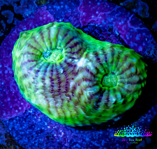 Ultra Chalice Coral- Frag WYSIWYG C9R5B1 Ultra Chalice Coral- Frag WYSIWYG C9R5B1 LPS Ultra Chalice Coral- Frag WYSIWYG C9R5B1 Zeo Box Reef