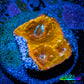 Ultra Chalice Coral- Frag WYSIWYG D1R5B1 Ultra Chalice Coral- Frag WYSIWYG D1R5B1 LPS Ultra Chalice Coral- Frag WYSIWYG D1R5B1 Zeo Box Reef