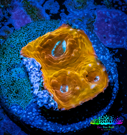 Ultra Chalice Coral- Frag WYSIWYG D1R5B1 Ultra Chalice Coral- Frag WYSIWYG D1R5B1 LPS Ultra Chalice Coral- Frag WYSIWYG D1R5B1 Zeo Box Reef